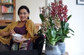 Blumenbüro: Cambria ist Zimmerpflanze des Monats Oktober / Eine smarte Weltbürgerin: die Cambria Orchidee (mit Bild)