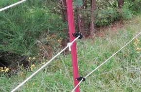 Polizeidirektion Pirmasens: POL-PDPS: Elektrozaun an Pferdekoppel entwendet