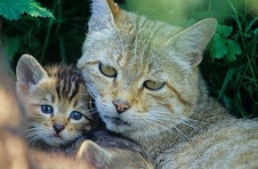 Bund f&uuml;r Umwelt und Naturschutz Deutschland e.V. (BUND): ++ Bitte nicht anfassen! Wildk&auml;tzchen im Wald lassen | Europ&auml;ische Wildkatzen werden h&auml;ufig mit Hauskatzen verwechselt ++
