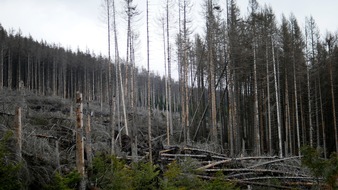 ZDF: Wald in der Krise: "ZDF.reportage" über Einsatz im kranken Wald (FOTO)