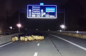 Polizeipr&auml;sidium Mannheim: POL-MA: Viernheim/Mannheim/BAB A 659: Vollsperrung der Autobahn aufgrund entlaufener Schafherde - Pressemeldung Nr. 3