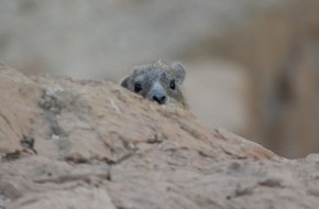 Universität Konstanz: Wie Tiere sich untereinander Gehör verschaffen , PI Nr.102/2025