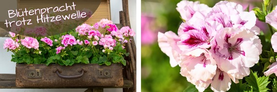 Pelargonium for Europe: Bl&uuml;tenpracht trotz Hitzewelle: Warum Geranien selbst bei Temperaturen &uuml;ber 30 Grad in Bestform bleiben
