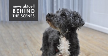 news aktuell GmbH: BLOGPOST: Kommst Du hierher! Interview mit news aktuell-Bürohund Krümel