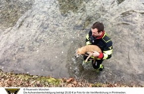 Feuerwehr München: FW-M: Hund in Not (Thalkirchen)