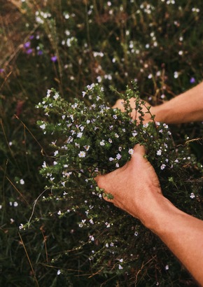 Dedicated to you: Die fünf Dr. Hauschka Qualitätsmerkmale für ein spürbares, ganzheitliches Pflegeerlebnis im Einklang mit der Natur