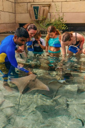 „SOMMER DER HAIE“ BEI AQUAVENTURE WORLD