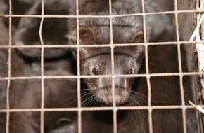 VIER PFOTEN - Stiftung für Tierschutz: Le Parlement roumain décide d’interdire les fermes à fourrure