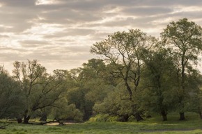 ++ Tag der biologischen Vielfalt: Wildnis in Deutschland erleben BUND – Wildnis wichtig für biologische Vielfalt | BUND-Themenpaket Wildnis ++