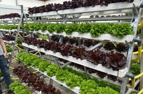 Deutsche Bundesstiftung Umwelt (DBU): DBU: Dünger und Wasser sparen – Gemüseanbau ohne Erde