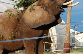 Aktionsbündnis "Tiere gehören zum Circus": Aktionsbündnis "Tiere gehören zum Circus" übt scharfe Kritik am circusfeindlichen Verhalten einiger Kommunen (BILD)