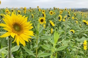 Deutscher Berufs- und Erwerbsimkerbund e.V.: Nervengift Acetamiprid: EU senkt Grenzwerte – Deutschland spritzt noch mehr