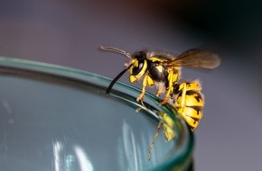 Wort & Bild Verlag - Gesundheitsmeldungen: Apothekertipp: Schnelle Hilfe nach einem Wespenstich