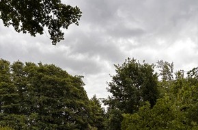 Feuerwehr Schermbeck: FW-Schermbeck: Umgestürzter Baum