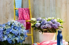 Blumenbüro: Die Gartenhortensie verkündet den Sommer / Let your garden shine - mit Hortensien