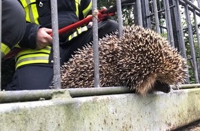 Feuerwehr und Rettungsdienst Bonn: FW-BN: Feuerwehr befreit eingeklemmten Igel aus Metallzaun