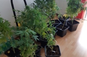 Polizeidirektion Pirmasens: POL-PDPS: Gemeinsame Pressemitteilung der Staatsanwaltschaft Zweibrücken und der Polizeidirektion Pirmasens - 50 Cannabispflanzen sichergestellte -