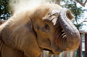VIER PFOTEN - Stiftung für Tierschutz: Die Elefantenkuh Noor Jehan ist im Zoo von Karatschi verstorben