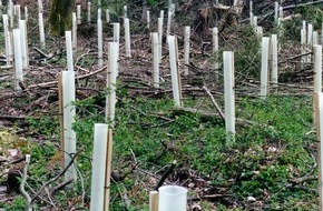 Verband Schweizer Förster (VSF): VSF: Amputation am Schweizer Wald