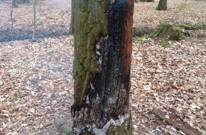 Freiwillige Feuerwehr Bedburg-Hau: FW-KLE: Feuerwehr löscht Feuer im Wald/ Kühlmittel verunreinigt Straße