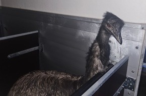 Polizeipräsidium Südhessen: POL-DA: Schaafheim: Wer vermisst seinen Emu? / Freilaufendes Tier durch Straußenfarm in Obhut genommen