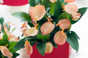 Blumenbüro: Anthurium ist Zimmerpflanze des Monats Juni / Exotischer Sommeranfang mit der unverwechselbaren Anthurium