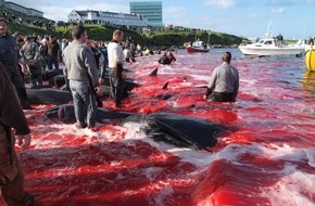 OceanCare: New scientific critique of the Faroe Island pilot whale hunt