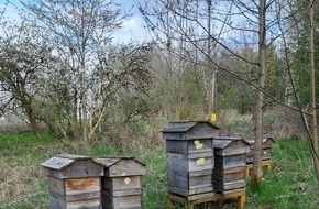 Landespolizeiinspektion Suhl: LPI-SHL: Bienenvölker entwendet