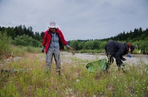 Bergwaldprojekt e.V.: Freiwillige engagieren sich am Halblech für die vom Aussterben bedrohte Deutsche Tamariske