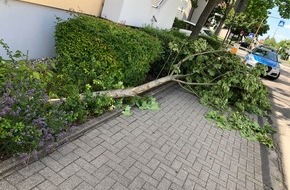 Polizeidirektion Landau: POL-PDLD: Landau, Albrecht-Dürer-Straße, 24.6.2019, 14.30 Uhr
Ast abgerissen und Pkw gestreift