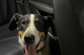 Polizeiinspektion Rockenhausen: POL-PIROK: Fundhund sucht seinen Besitzer