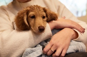 VIER PFOTEN - Stiftung für Tierschutz: QUATRE PATTES met en garde contre l'achat de chiots sur internet