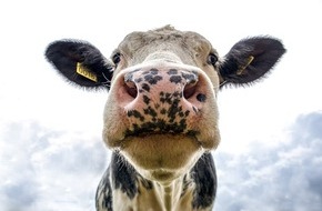 AiF e.V.: Bioreaktor Kuh - Antikörper aus der Kuh ersetzen Antibiotika