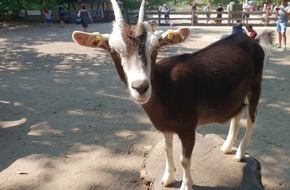 Verband der Zoologischen Gärten (VdZ): Zoo präsentiert Nutztiere. Auch auf der Grünen Woche / Verband der Zoologischen Gärten setzt sich für den Erhalt bedrohter Nutztierrassen ein