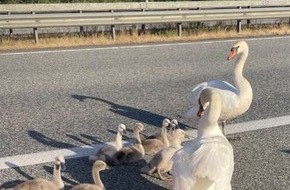 Polizeidirektion Flensburg: POL-FL: Schwanenfamilie bringt Verkehr auf der A7 zum Stillstand