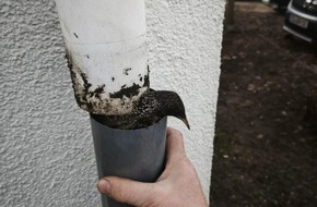 Freiwillige Feuerwehr Celle: FW Celle: Vogel aus Regenabfluss gerettet