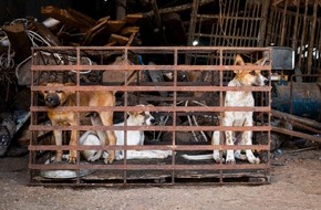 VIER PFOTEN - Stiftung für Tierschutz: Hundefleisch-Festival findet trotz neuer Verordnung, die Hunde schützt, in China statt