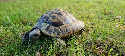 Polizeiinspektion Delmenhorst / Oldenburg - Land / Wesermarsch: POL-DEL: Landkreis Wesermarsch: Schildkröte in Brake gefunden