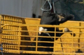 Deutscher Tierschutzbund e.V.: Tierschutzerfolg: Durchbruch bei Kampf gegen EU-Subventionen für Lebendtiertransporte kündigt sich an