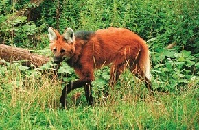 Faber-Castell: Der Mähnenwolf im Bleistiftwald / Am 21. März ist der internationale Tag des Waldes