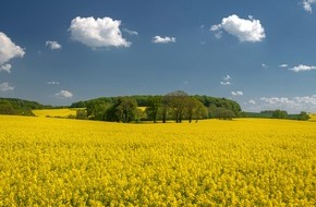 UFOP e.V.: Rapsblüte 2024 / Gelb blühendes Bienenparadies