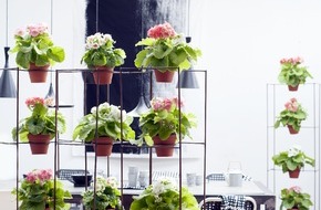 Blumenbüro: Becherprimel ist Zimmerpflanze des Monats Februar / Erste Frühlingsgefühle mit der Becherprimel