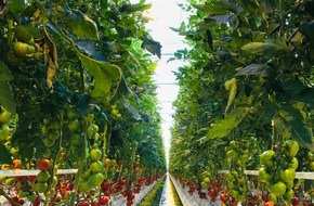 Kaufland: Jetzt auch im Winter: Tomaten aus deutschem Anbau