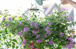 Blumenbüro: Clevere Bepflanzungen mit farbenfrohen Gartenblühern / Urban Gardening: Grüne Oase für kleine Balkone
