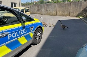 Polizei Hagen: POL-HA: Gänse verirren sich in Sackgasse