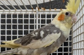 Polizeidirektion Lübeck: POL-HL: Lübeck/Moisling Nymphensittich zugeflogen