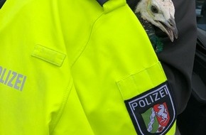Kreispolizeibehörde Märkischer Kreis: POL-MK: Pfau geschnappt