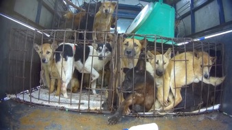 VIER PFOTEN - Stiftung für Tierschutz: Nouveau rapport de QUATRE PATTES sur le commerce illégal de viande de chien et de chat au Vietnam
