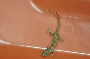 Hauptzollamt Düsseldorf: HZA-D: Zoll stoppt blinden Passagier im Koffer