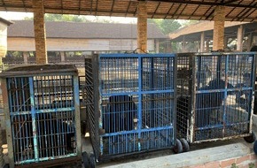 VIER PFOTEN - Stiftung für Tierschutz: Vietnam: VIER PFOTEN rettet neun Gallebären nach über 17 Jahren in winzigen Käfigen